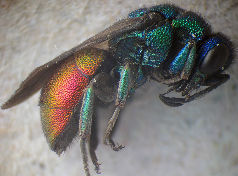 Chrysididae: maschio di Hedychrum nobile